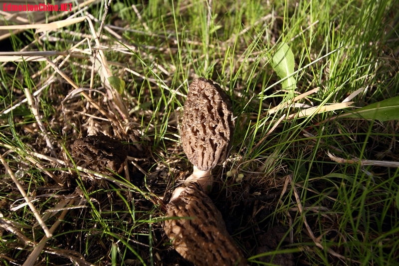 Morel