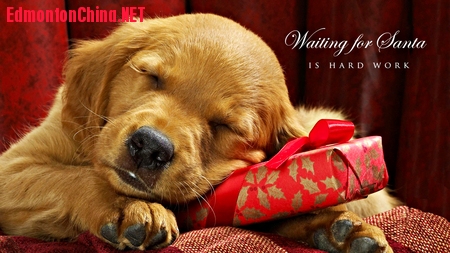 cute-merry-christmas-wallpaper-dogs-djfdpwsu.jpg
